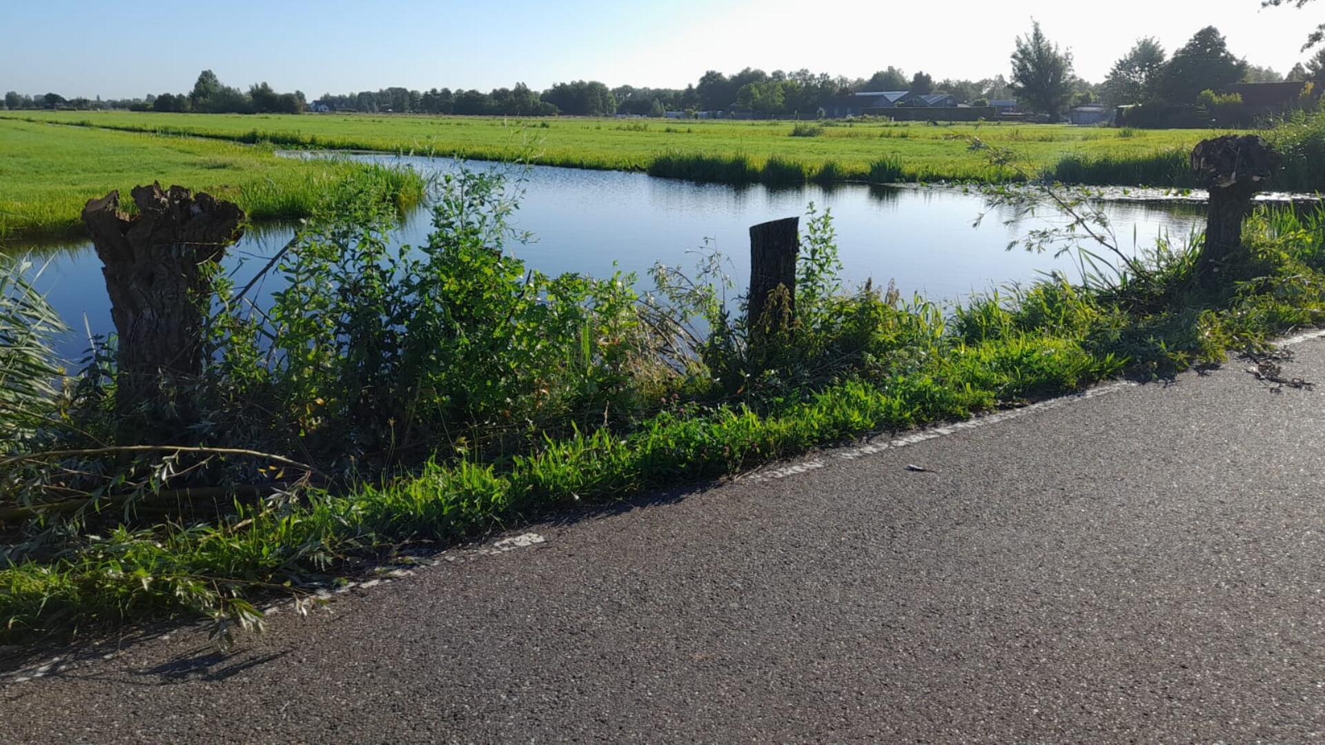 Gekortwiekte wilgen op de Benedenberg
